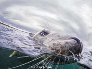 Split Seal by Sean Chinn 